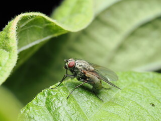 Anthomyiidae es una familia de moscas similares a la mosca doméstica, cuyas larvas suelen alimentarse de raíces y materia vegetal en descomposición.