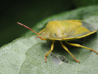 Palomena prasina es una chinche verde brillante que cambia a marrón en otoño; se alimenta de savia y frutas, y es común en jardines y bosques.