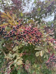 Elderberry sambucus adoxaceae elder teasel white green syrup blossoms bush plant samen summer...