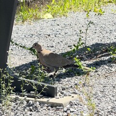 pigeon on the ground