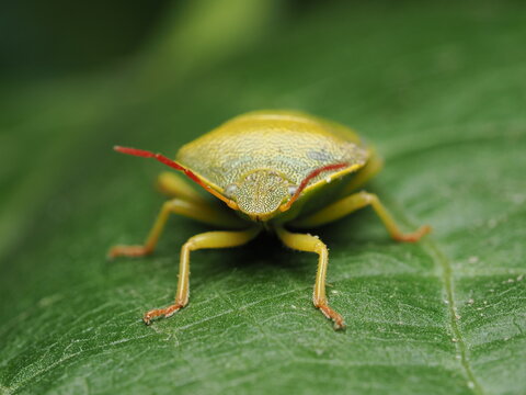 Palomena prasina es una chinche verde brillante que cambia a marr&oacute;n en oto&ntilde;o; se alimenta de savia y frutas, y es com&uacute;n en jardines y bosques.