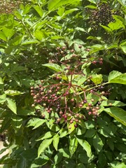 Elderberry sambucus adoxaceae elder teasel white green syrup blossoms bush plant samen summer berries purple musk herb europe germany holunder holder heilpflanze white juice tea medicinal summer drink