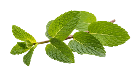 Fresh mint leaves on a branch, isolated on transparent background, showcasing their vibrant green color and aromatic qualities, perfect for culinary and herbal applications