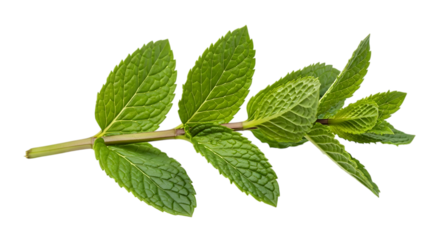 Fresh mint sprig isolated on transparent background, showcasing its vibrant green leaves, aromatic fragrance, and culinary versatility, perfect for adding a refreshing touch