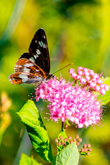 The Camilla Ribbon Butterfly sits on a branch of a pink spirea.
