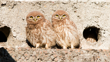 great horned owl