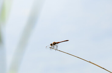 red dragonfly on a grass