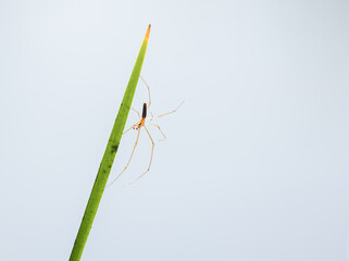 crane fly on a leaf