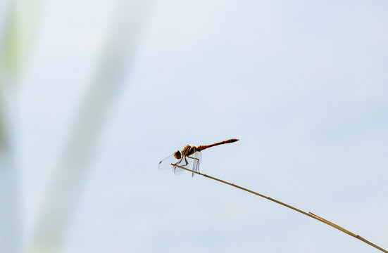 red dragonfly on a grass