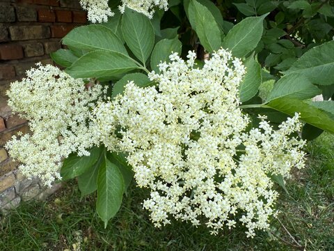 Elderberry sambucus adoxaceae elder teasel white green syrup blossoms bush plant samen summer berries purple musk herb europe germany holunder holder heilpflanze white juice tea medicinal summer drink