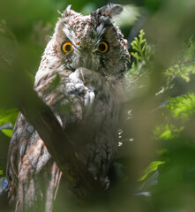 long-eared owl