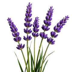 Fototapeta premium Stunning purple lavender blooms against a dark transparent background ideal for elegant designs