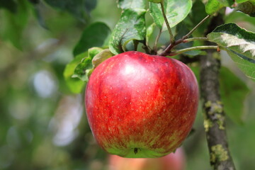 Obraz premium close-up of a ripe red apple on a tree branch