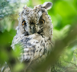 long-eared owl