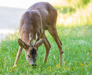 deer eating grass