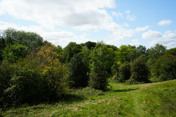 Serene lush green woodland glade under summer sky in Derbyshire, England, on a sunny day.