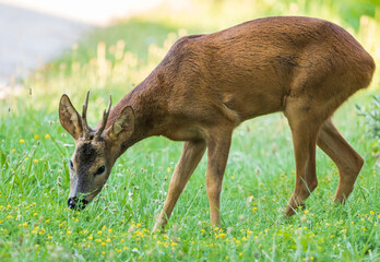 deer eating grass