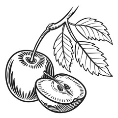 vector illustration of lebanese wild apple