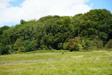 Beautiful lush summer meadow and woodland edge under a blue sky in Derbyshire, England