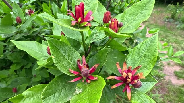 Calycanthus occidentalis - a close-up of red flowers against the background of green leaves of the plant