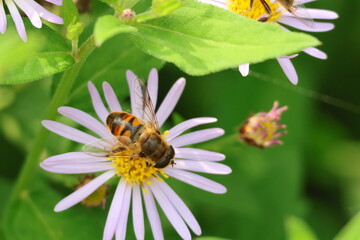 hoverfly or Bee gathering nectar from a Tartarian Aster flower