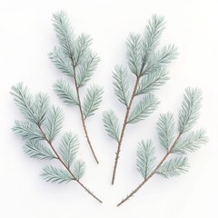Arrangement of five light blue frosted pine branches on a plain white surface in a studio setting