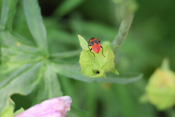 fire bug sits on a flower bud