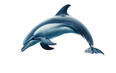 Obraz premium Beautiful jumping dolphin isolated on white background, png