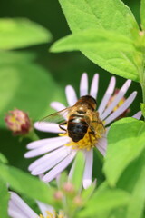 hoverfly or Bee gathering nectar from a Tartarian Aster flower