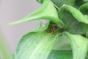 Dock Bug sitting on a sunflower leaf