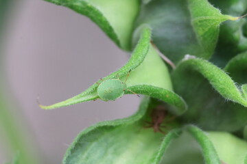 Southern green Stink Bug crawling on a sunflower leaf
