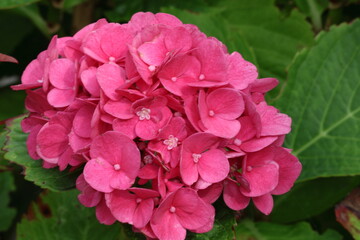 Fototapeta premium blooming pink Hydrangea in a garden