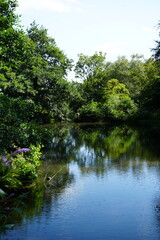 Tranquil woodland pond reflections in summer sunlight at Derbyshire, England.
