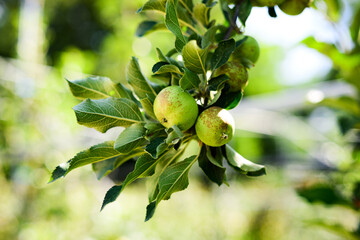 나뭇가지에 먹음직스럽게 익은 녹색 대추 
