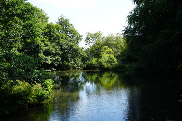 Tranquil summer reflections at a woodland pond in Derbyshire, England