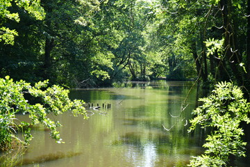 Tranquil woodland river reflected in summer sunlight in Derbyshire, England.
