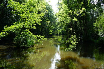 Beautiful woodland river reflections under summer light in tranquil Derbyshire, England.