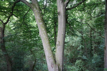 Beautiful Twin Trunk Beech Tree in the Lush Summer Woodland of Derbyshire, England, UK. Tranquil nature scene with vibrant green foliage.