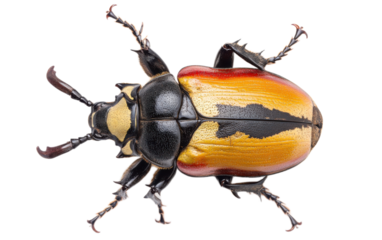 Big horned beetle isolated on white background, png
