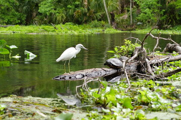 great blue heron ardea cinerea and turtle