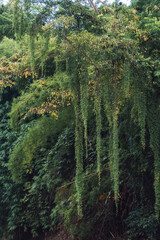 Fototapeta premium Lush tropical jungle with dense green foliage vine growth covering tree