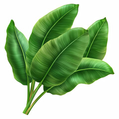 Fototapeta premium Bunch of vibrant green banana leaves arranged in a fan shape, tropical foliage, isolated on transparent background.