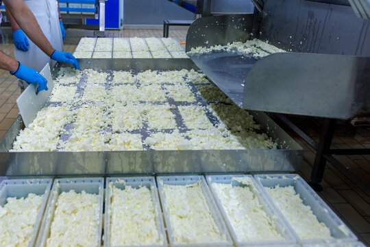 White cheese production in modern dairy plant.