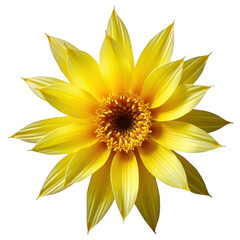 Obraz premium Vibrant yellow flower blossom with detailed petals isolated on a transparent background