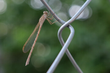 dragonfly on the wire mesh 