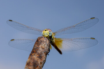 dragonfly on a branch