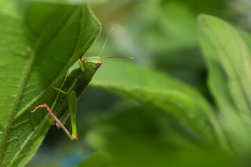 grasshopper on a leaf