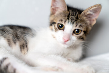 Adorable young kitten with big curious eyes sitting indoors against studio portrait a white background, perfect for pet care, animal adoption, veterinary clinic, cat lover copy space, marketing use