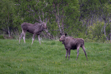 Group Of Moose Grazing On Natural Pasture On Andoya Island Of Lofoten In Norway