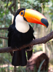 Fototapeta premium toucan on a branch